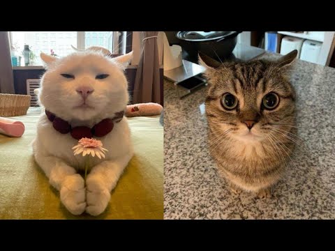 Try Not To Laugh 🤣 New Funny Cats Video 😹 - MeowFunny Part 5
