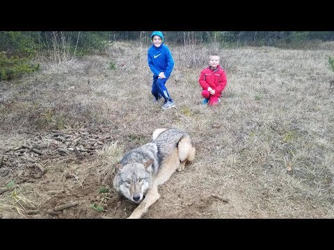 Timber Wolf Release 2017 John Oens