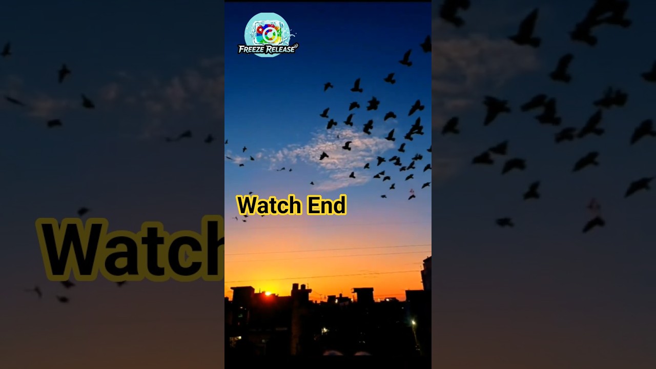 ​The Moment Birds Go Home: Stunning Rooftop Sunset View (More storytelling/relatable)