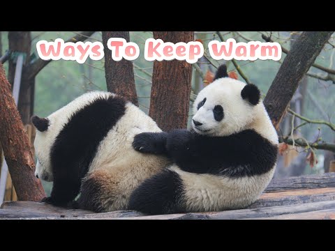 【Super Panda】Episode 231 How Do Pandas Keep Themselves Warm On Cold Days? | iPanda