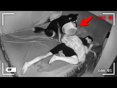 30 MINUTOS DE LOS ANIMALES MÁS DIVERTIDOS CAPTADOS POR LAS CÁMARAS