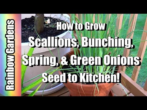 How to Grow Scallions ( Bunching, Spring, & Green Onions ) - Seed to Kitchen! Video