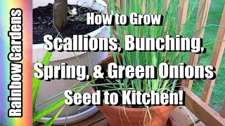 How to Grow Scallions ( Bunching, Spring, & Green Onions ) - Seed to Kitchen!