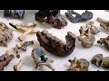 Lucy the 3.2 Million Year Old Mother of Man | BBC Earth