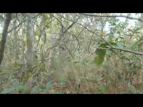 Trilha dentro da mata em Aratuba ceara 