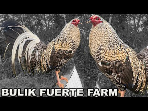 Bulik Grey McRae Beautiful Birds Fuerte Farm in Hawaii Keala Fuerte