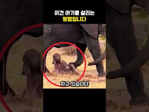 방금 태어난 새끼를 발로 차는 엄마 코끼리의 놀라운 이유 #동물 #코끼리 #야생동물