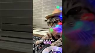 Download lagu Thai Wok Wok Wok Dance #cat #dance #funny #catlovers #trending #thailand mp3