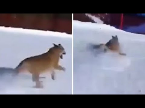 Skrattar åt vargen i backen – riskerar nu fängelse