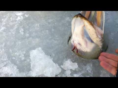 Nyt on pölli kiinni! :D