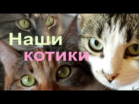 Пара минут с МОИМИ КОШКАМИ для хорошего настроения