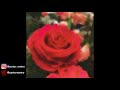 FREE Clairo X Wallows Polaroid Type Beat Prod Cxrter