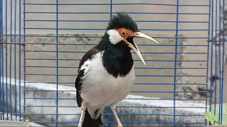 Download lagu Suara Burung Jalak Suren Gacor Full Variasi - Pancingan Jalak Suren Agar Gacor Full Isian Mewah mp3 Download lagu Suara Burung Jalak Suren Gacor Full Variasi - Pancingan Jalak Suren Agar Gacor Full Isian Mewah mp3