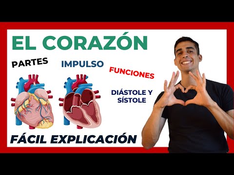 ❤ El corazón PARTES y FUNCIONES | FÁCIL EXPLICACIÓN| Anatomía y Fisiologia