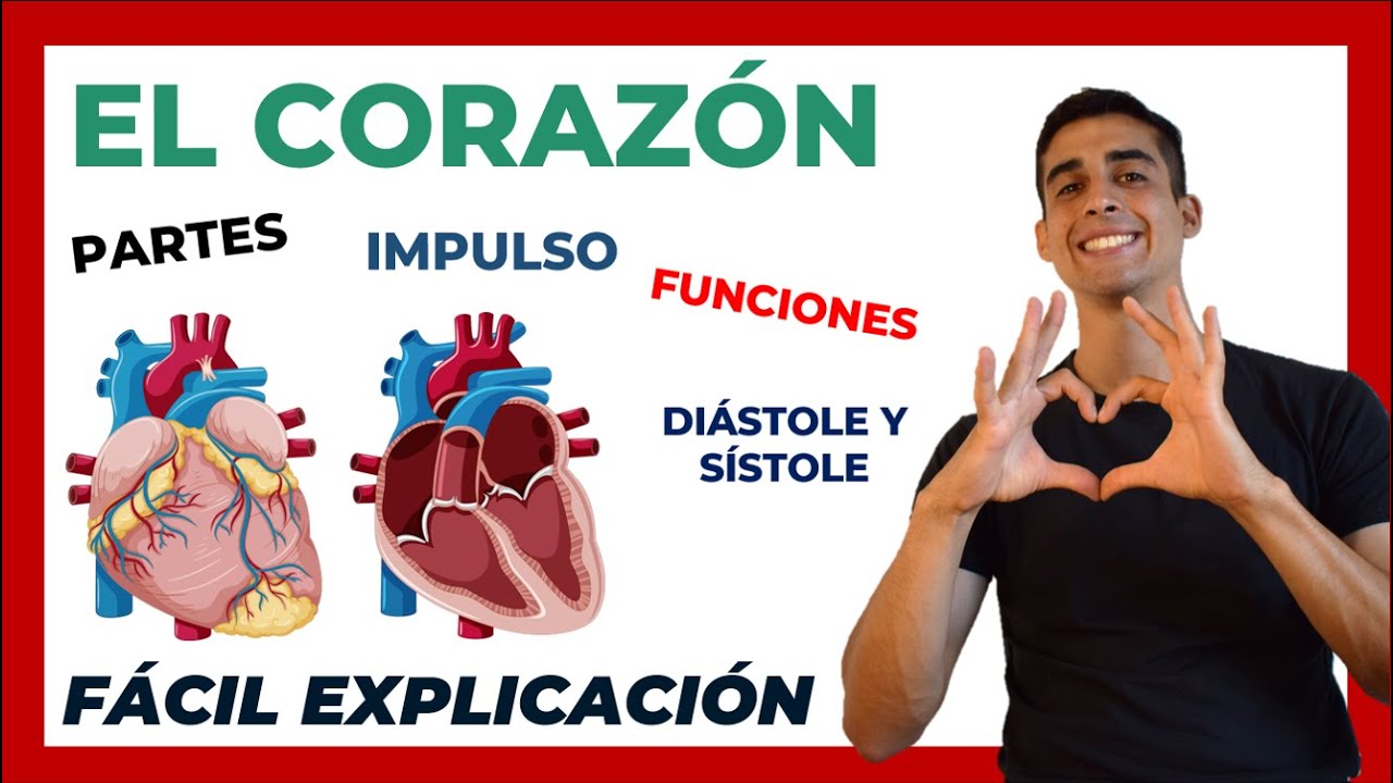 ❤ El corazón PARTES y FUNCIONES | FÁCIL EXPLICACIÓN| Anatomía y Fisiologia