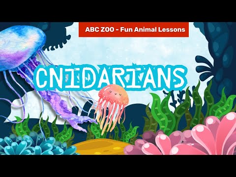 Amazing Cnidarians for Kids: Jellyfish, Corals & More! | ABC ZOO Fun Animal Lessons
