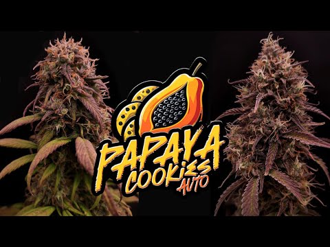 Papaya Cookies Auto | Full Grow Diary (80 Days)