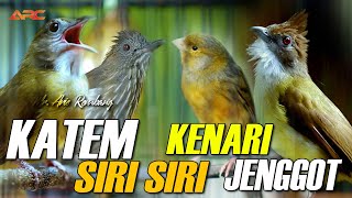Download lagu KAPAS TEMBAK GACOR - SIRI SIRI - CUCAK JENGGOT - KENARI mp3 Download lagu KAPAS TEMBAK GACOR - SIRI SIRI - CUCAK JENGGOT - KENARI mp3