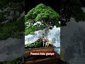 Bonsai Kelas Bintang
