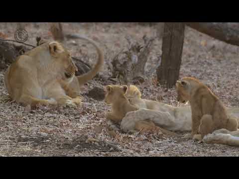 Playful lions showcase happiness!