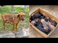 Rescued Starving Abandoned Mama Dog With 10 Puppies