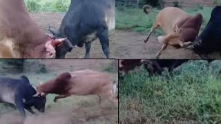 Nyuj sib nrau zoo saib heev