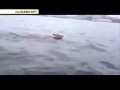 Во Владивосток приплыла косуля 