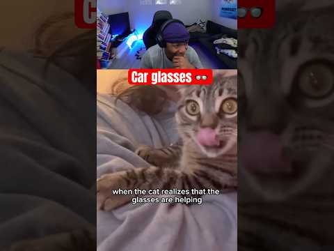 You Can See The Exact Moment This Cat Realized Glasses Work #cat #catshorts #catvideos #animals