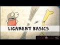 Ligament Basics Science Explained
