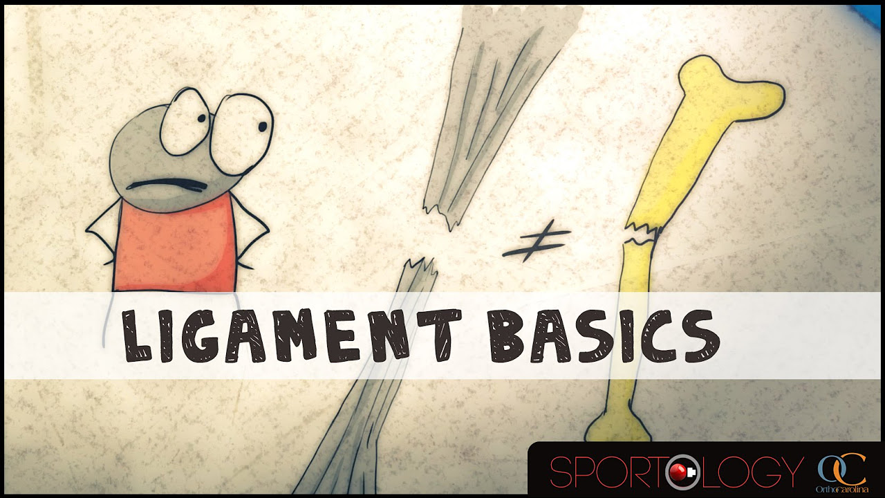 Ligament Basics : SPORTOLOGY