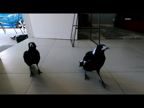 Singing Magpies inside my house!
