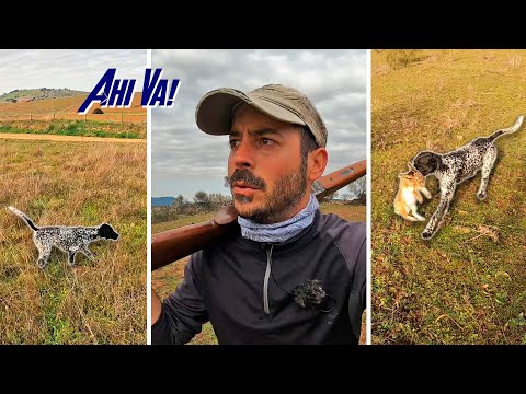 🔥¡𝗟𝗮𝗻𝗰𝗲𝘀 𝗱𝗲 𝘁𝗼𝗱𝗼𝘀 𝗹𝗼𝘀 𝗰𝗼𝗹𝗼𝗿𝗲𝘀!🔥 Perdices y liebres de montaña😲