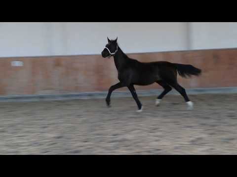 Oldenburger Hengstjährling von Don Martillo/San Amout/Fürst Heinrich