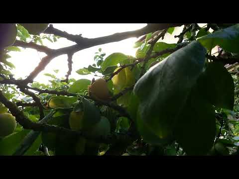 Blumy  - sladké ovoce letos pro všechny