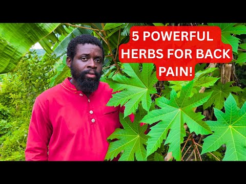 🌿 5 Powerful Herbs to Relieve Back Pain Naturally | Heal Inflammation & Strengthen Your Spine