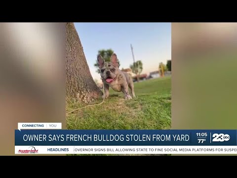 Owner offering $1,000 reward for return French Bulldog