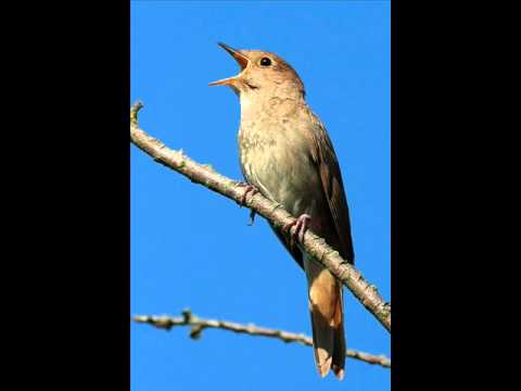 Digis & Filtered Tools - Lakstingala (feat. Rasa Serra) (Scerbas Remix)