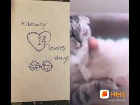14 February lovers of cat