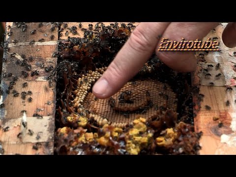 "When" and "When Not To" - Bee Hive Splits - Ep 2