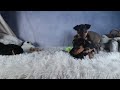 Miniature Pinscher dogs for sale: ANNIE - Video 1