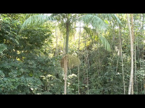 Palmeira-juçara: cultivo em agroflorestas