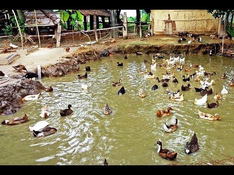 Duck Farming (documentary)| Modern Farming Methods in the Philippines