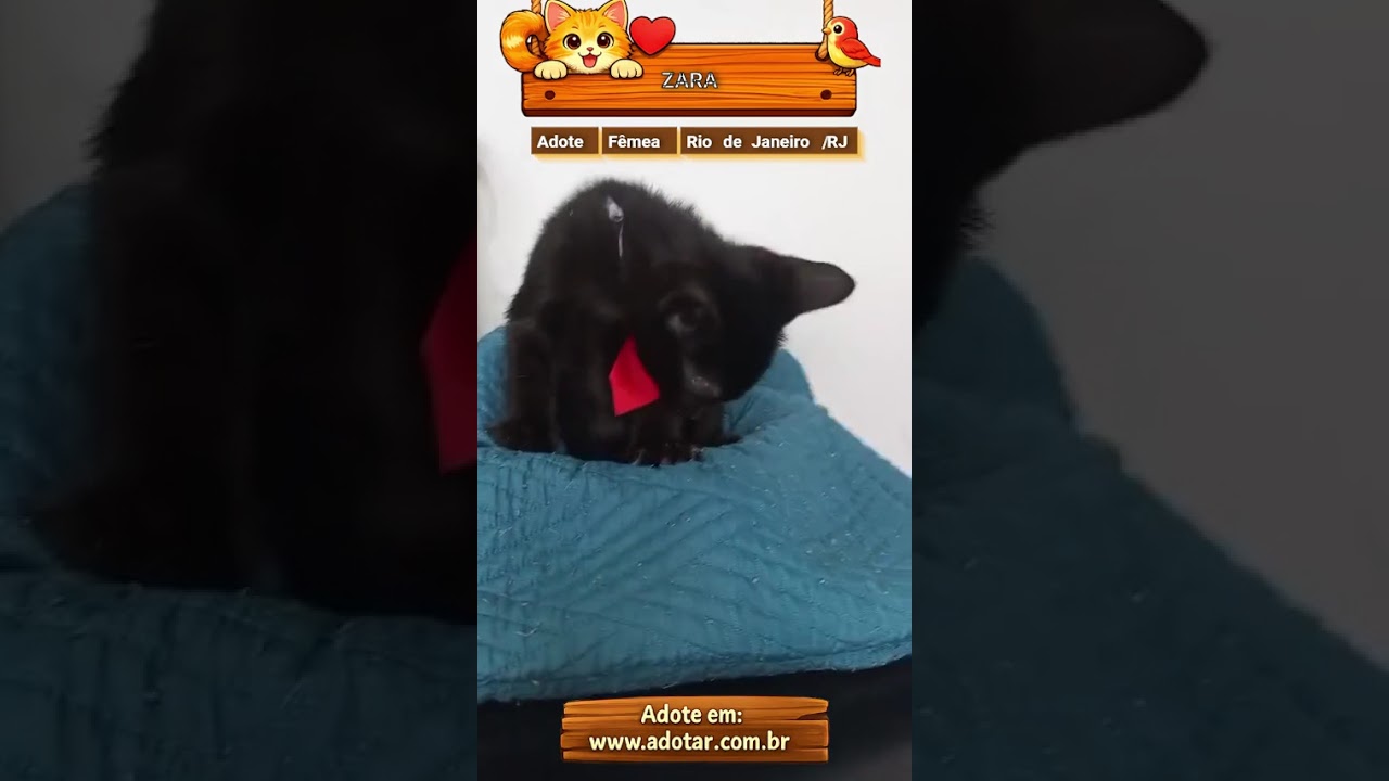 Gato raça SRD-ViraLata idade 2 a 6 meses nome ZARA