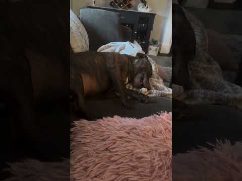 She can’t be stopped! She has lots of feeling and she needs to let them out, She’s a diva dog, she.