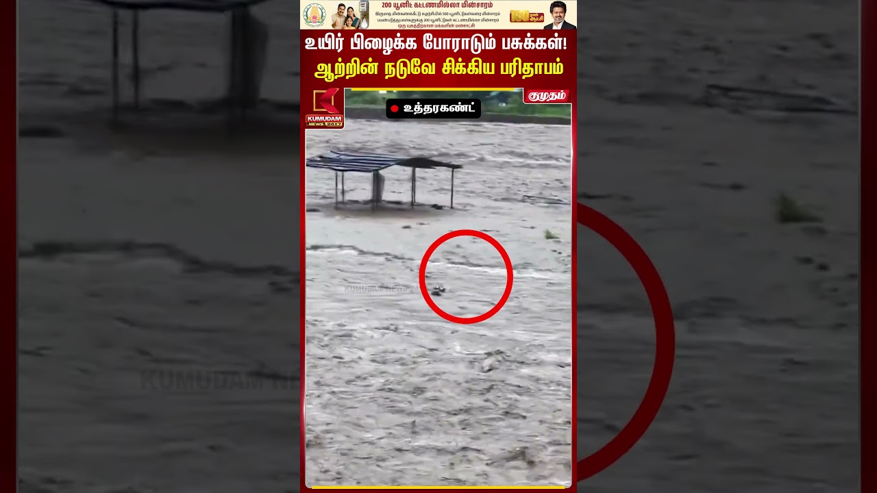 உயிர் பிழைக்க போராடும் பசுக்கள்!ஆற்றின் நடுவே சிக்கியபரிதாபம் | Uttarkhand | Flood |Cow | Kumudam