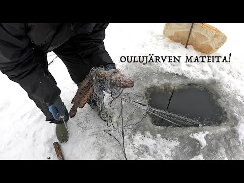 KALASTUSTA TALVIVERKOILLA KAHDELLA ERI JÄRVELLÄ! - PALJONKO OULUJÄRVESTÄ NOUSEE MADETTA?