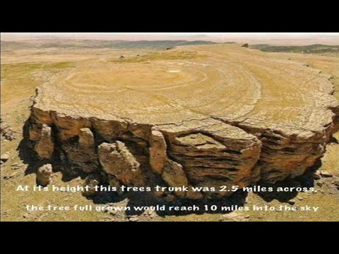 Does This Photograph Document the Ancient Stump of a Giant Tree?