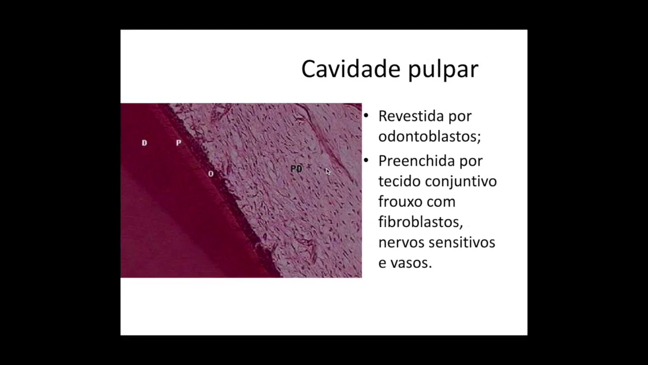Histologia da Cavidade Oral