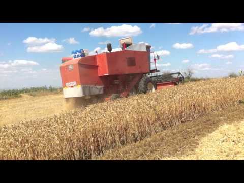Laverda M132, Buğday hasatı ( wheat harvesting)