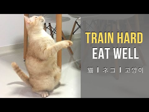 How I Exercise With My Cat - Workout At Home